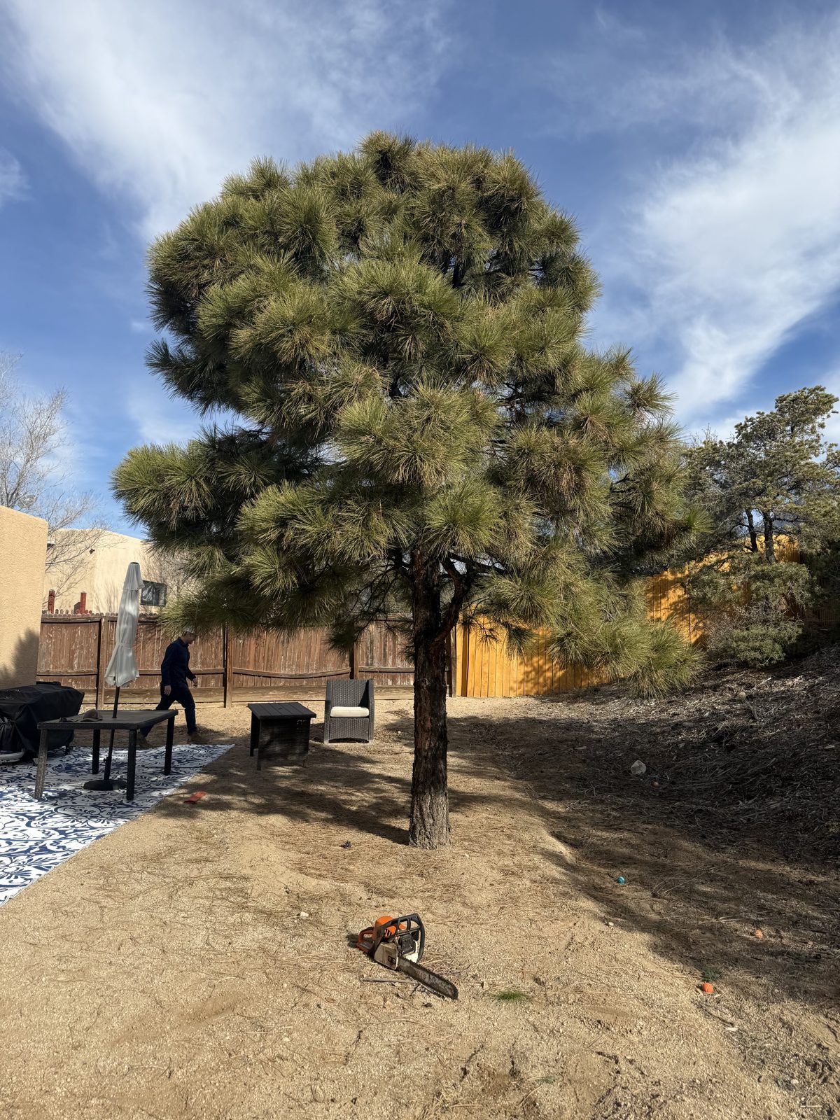 Tree trimming & shaping