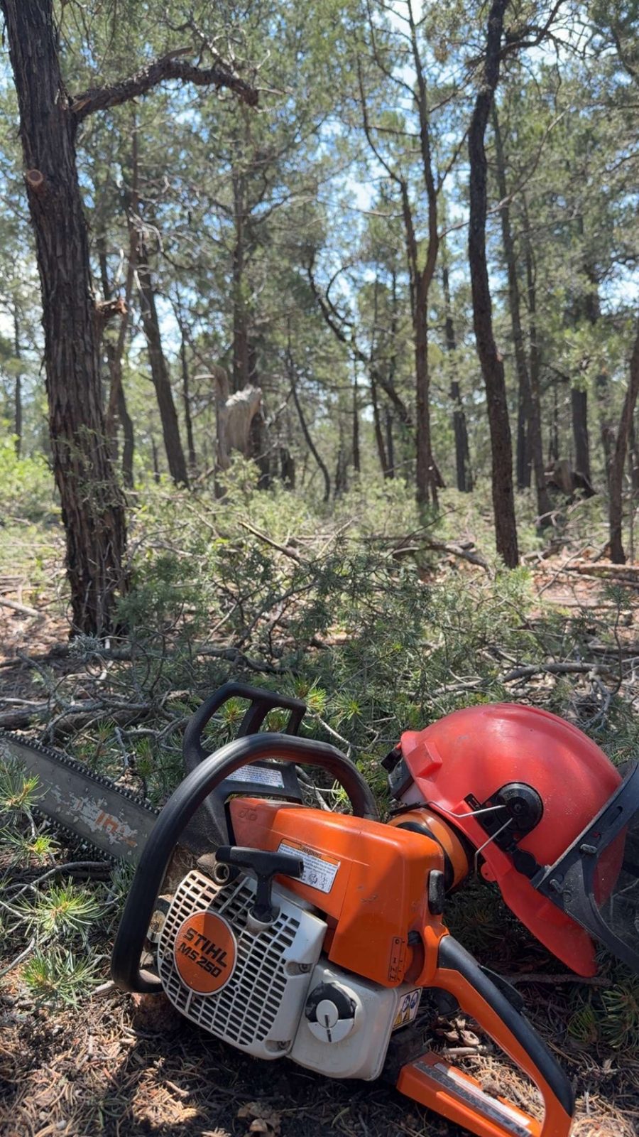 Tree and brush clearing